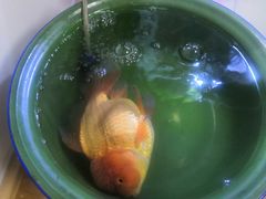 -中环花鸟鱼虫市场