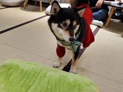 -逗柴咖啡屋·狗咖猫咖宠物桌游