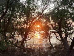 -宝安西湾红树林湿地公园