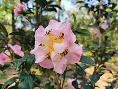 -中国科学院华南植物园