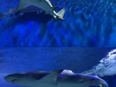 -太平洋海底世界