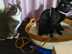 -瑞派天宁宠物医院·猫科·异宠中心