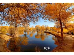 -金塔沙漠胡杨林景区