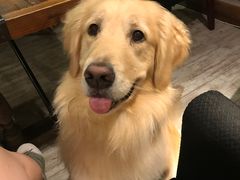 -百好乐宠物友好餐厅(朝外大街店)