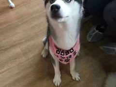 -Husky Go! 哈士奇体验馆·宠物咖啡厅狗咖