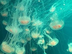 -海合安天津极地海洋公园