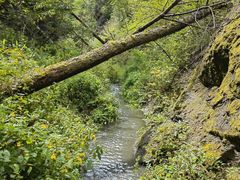 -峡谷浮石林景区