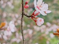 -贵州省植物园