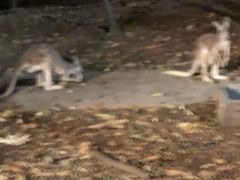 -清迈夜间动物园