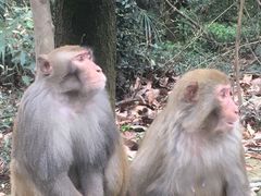 -苏州上方山国家森林公园