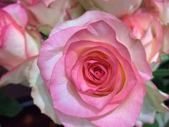 -何兮花店·气球派对鲜花店(马桥银春路万科城店)