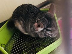 -瑞派·关忠动物医院·异宠专科·犬猫肿瘤·皮肤专科(望京店)