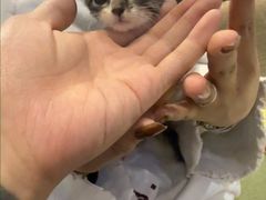 -御宝贝·A梦猫科宠物医院(国际猫友好医院)
