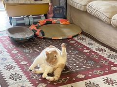 -菲丽丝宠物医院·24小时·猫科中心·免疫点(淮海分院)