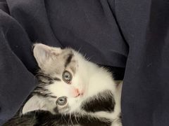 -pd派德宠物中心医院24H急重症·眼科中心·血液透析中心(嵩山北路店)