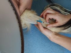 -瑞鹏宠物医院·爱宠堂·骨外专科(西荷分院)