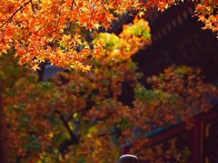 -香山公园