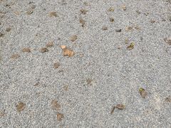 -西青郊野公园
