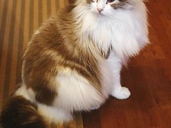 -MOCHA明星猫咖(田子坊店)
