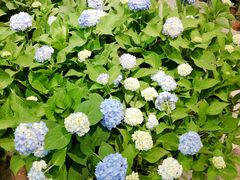 -双季花艺园艺市场(浦东店)