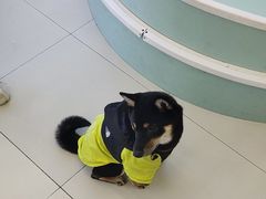 -怪兽屋·羊驼·猫咖·狗咖(俊华广场店)