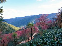 -无量山自然风景保护区