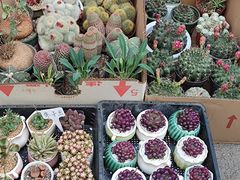 -苏州市皮市街花鸟工艺品市场