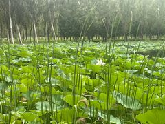 -东郊湿地公园