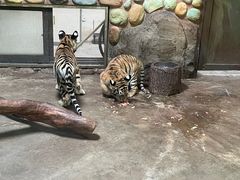 -上海野生动物园