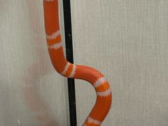 -酷以爬仙阁实体爬宠店·守宫·蜥蜴·专业繁育