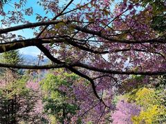 -普洱太阳河森林公园