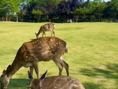 -澳门陈光记烧味饭店(南京德基广场店)