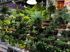 -花鸟鱼虫鲜花绿植市场(玉泉路店)