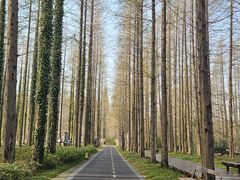 -黄海国家森林公园