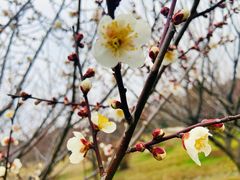 -香雪海