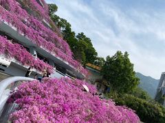 -深圳仙湖植物园