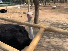 -大连森林动物园