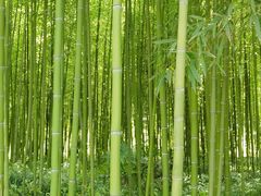 -黄海国家森林公园