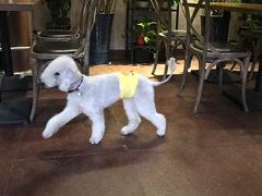 -百好乐宠物友好餐厅(朝外大街店)