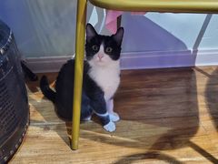 -这儿没有猫·猫咖萌宠馆·撸猫