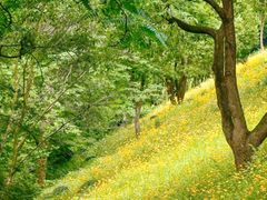 -西湖风景区-江洋畈生态公园