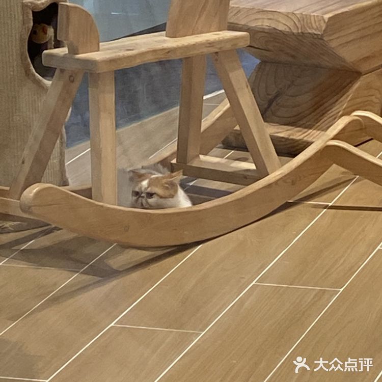 深圳探店｜一起撸猫🐱一起喵喵喵🐱