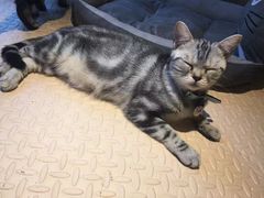 -李小姐の猫咖啡馆(五角场店)