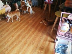 -柴犬高等学院·狗咖·柴犬售卖·宠物训练