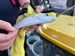 -小猫钓鱼海钓俱乐部(椰梦长廊店)