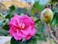 -福清灵石山国家森林公园