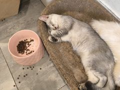 -楼上猫咖(罗湖店)
