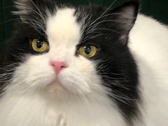 -安格丽娜·狗咖·猫咖羊驼咖(春熙路百盛商场店)