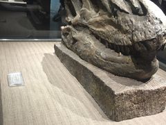 景点-自贡恐龙博物馆