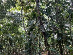 -中国科学院西双版纳热带植物园